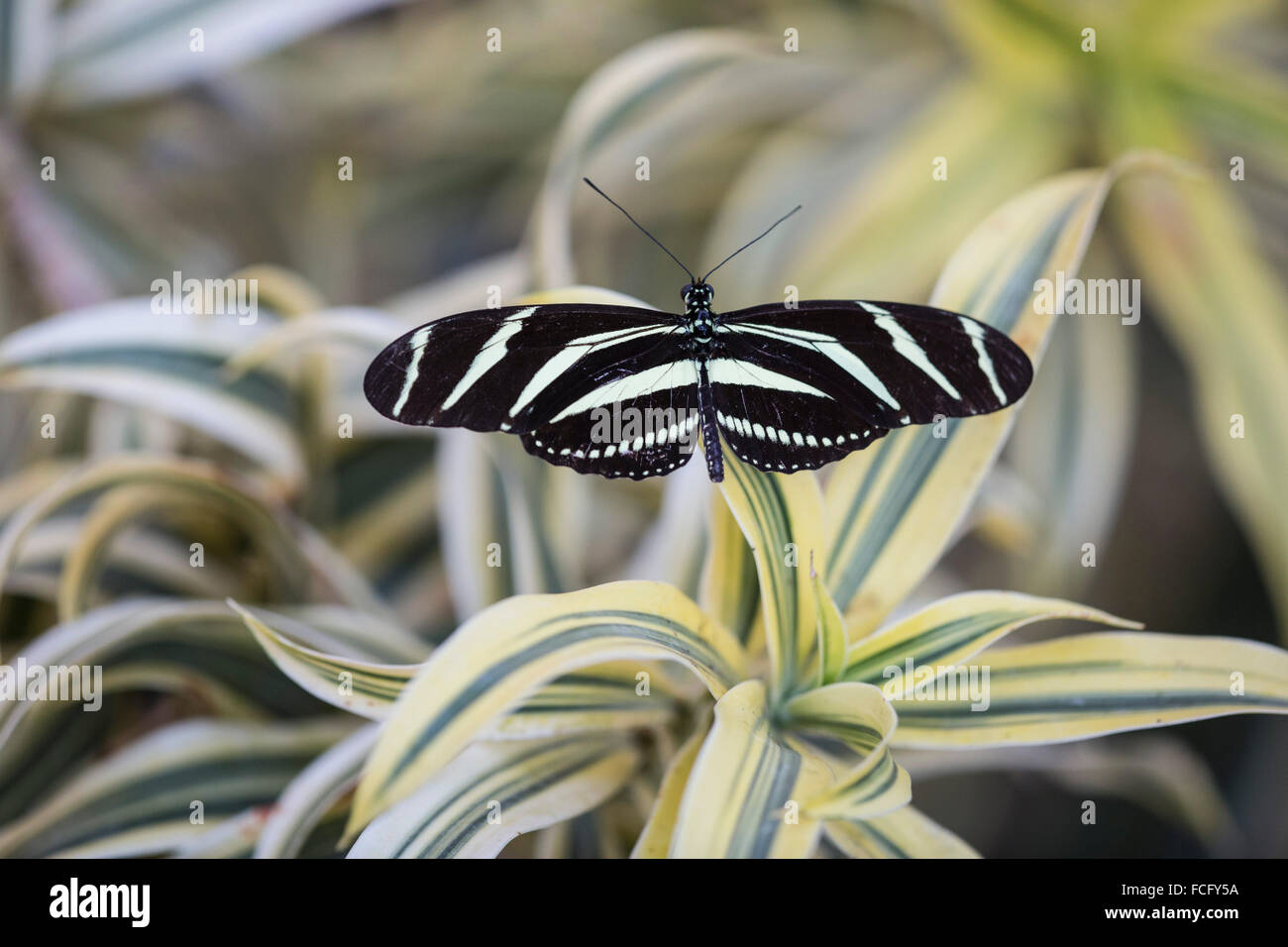 Ein Heliconius Charithonia oder Zebra Longwing Schmetterling Stockfoto