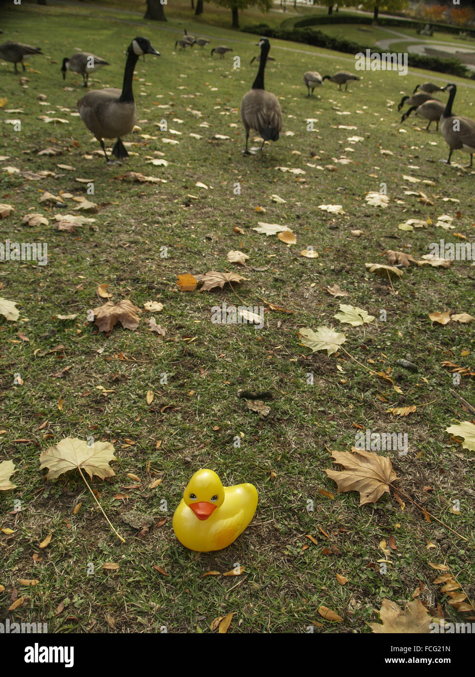 Gelbe Gummiente abgesehen von Kanadagänse Fütterung auf dem Rasen im High Park in Toronto Ontario Kanada. Stockfoto Gelbe Gummiente abgesehen von Kanadagänse Fütterung auf dem Rasen im High Park in Toronto Ontario Kanada. Stockfoto