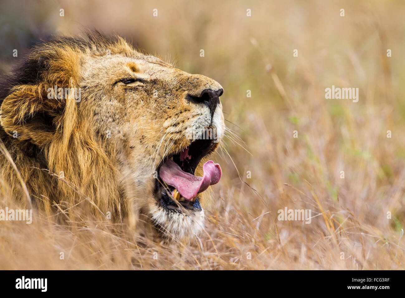 Lion Specie Panthera Leo Familie felidae Stockfoto