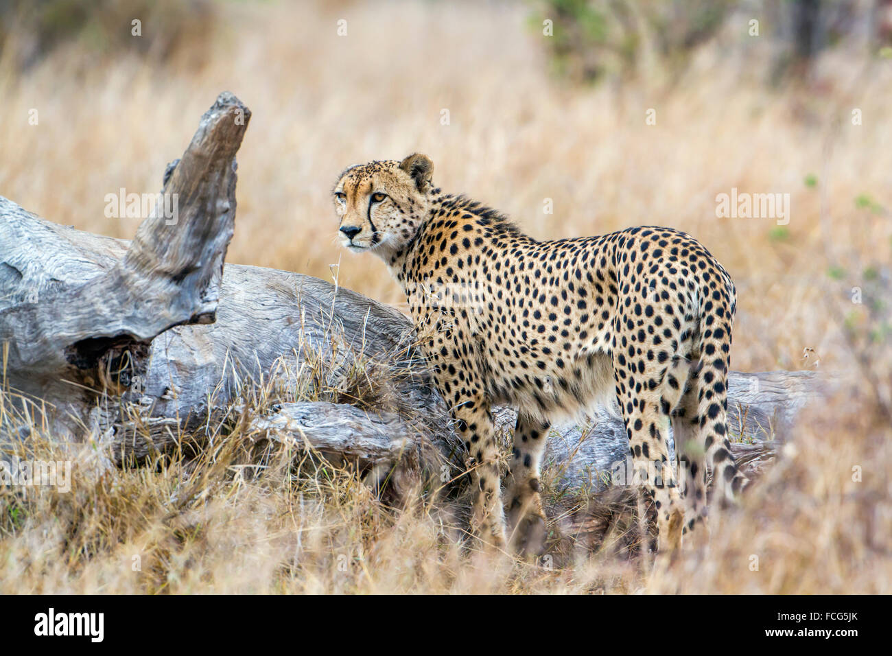 Gepard Specie Acinonyx Jubatus Familie felidae Stockfoto