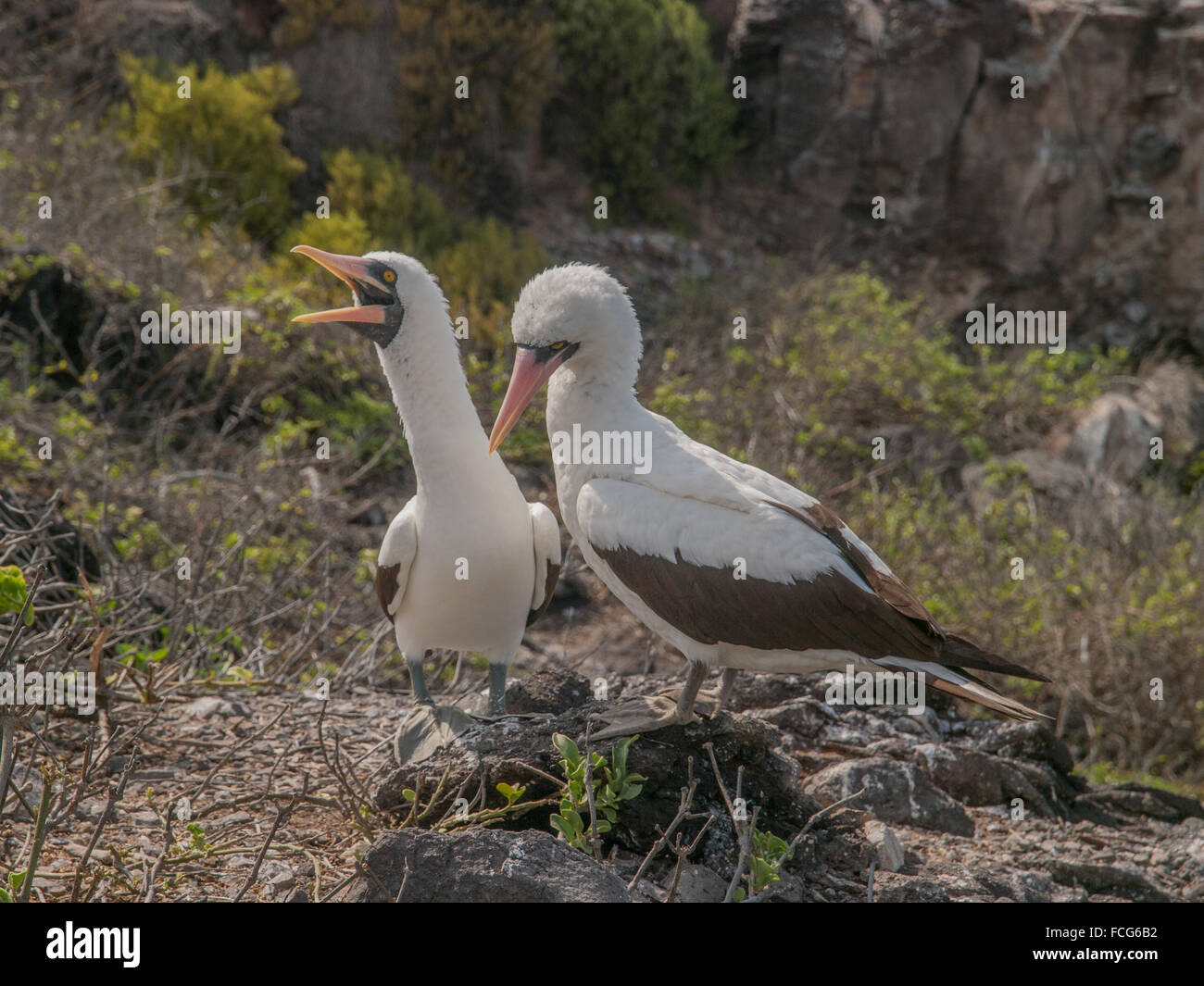 Paar von Blue Footed Boobies mit orangefarbenen Schnabel thront auf Felsen in Galapagos-Inseln, Ecuador Quäken. Stockfoto