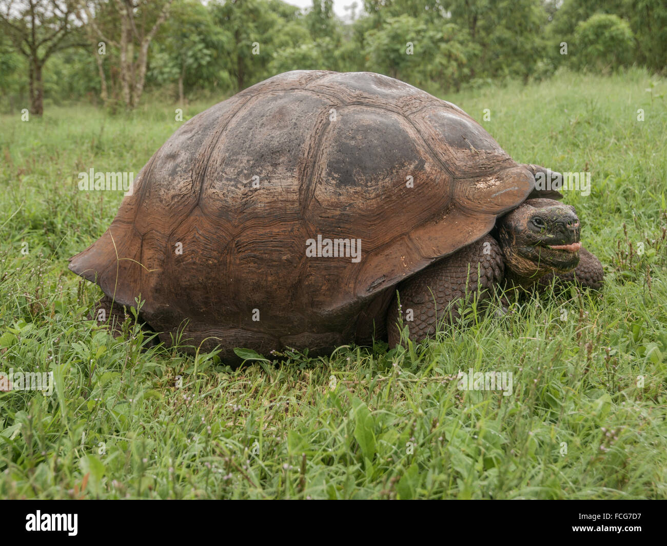 Riesenschildkröte im grünen Feld Gras in Galapagos-Inseln, Ecuador. Stockfoto