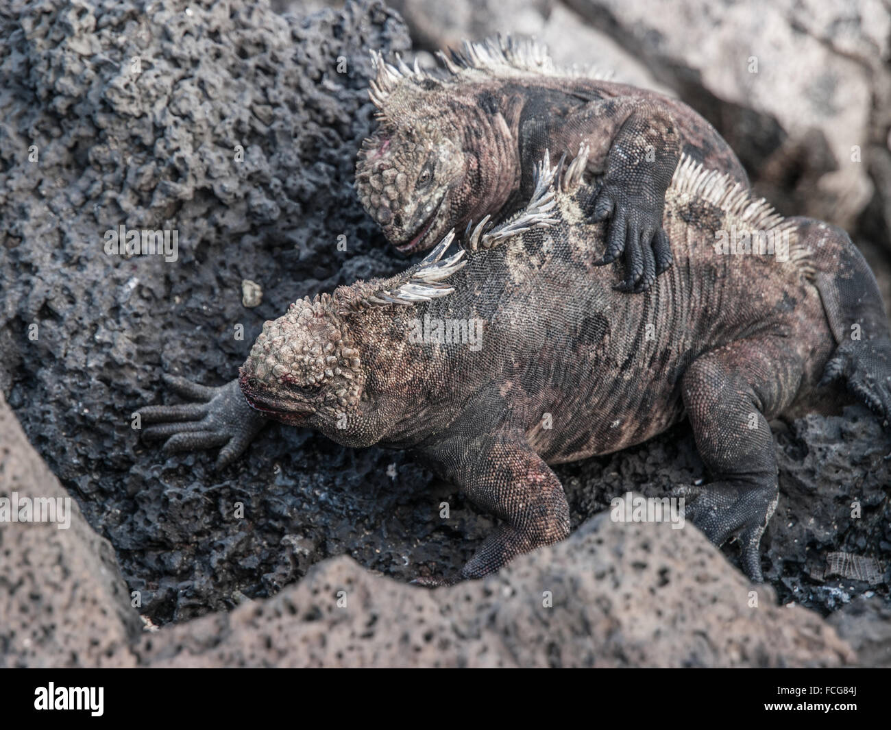 Zwei rote Leguane kämpfen Kopf an Kopf im schwarzen Rock mit Blut auf ihren Gesichtern in Galapagos-Inseln, Ecuador. Stockfoto