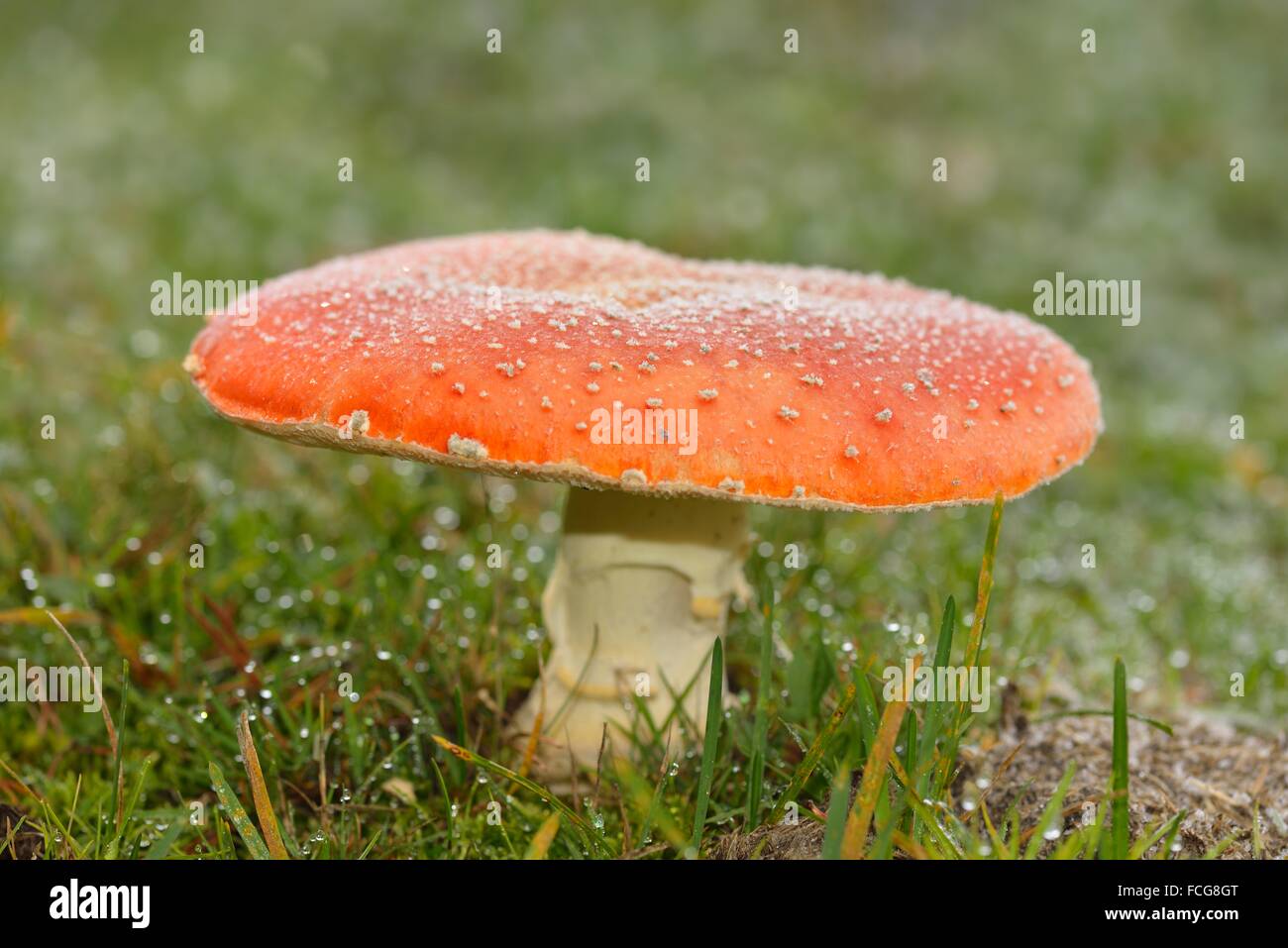Amanita muscaria Stockfoto
