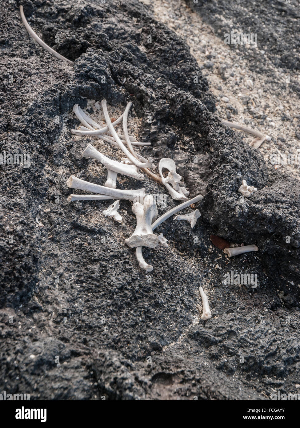 Wal-Knochen auf schwarzen Lavagestein in Galapagos-Inseln, Ecuador. Stockfoto