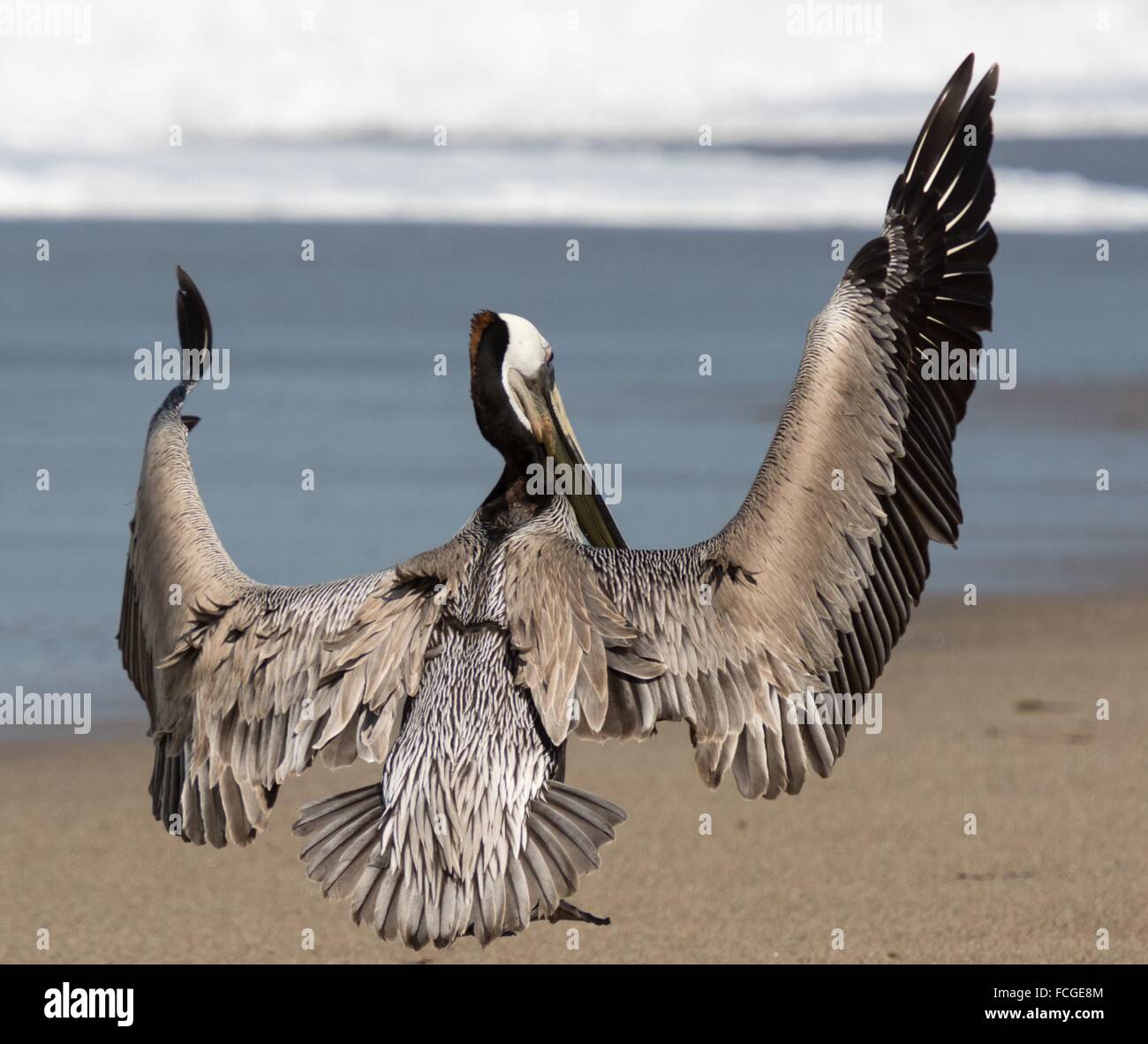 Ein Kalifornien braune Pelikan breitet sich seine Flügel, wie es ist der Landung am Strand in Malibu, Kalifornien, USA Stockfoto