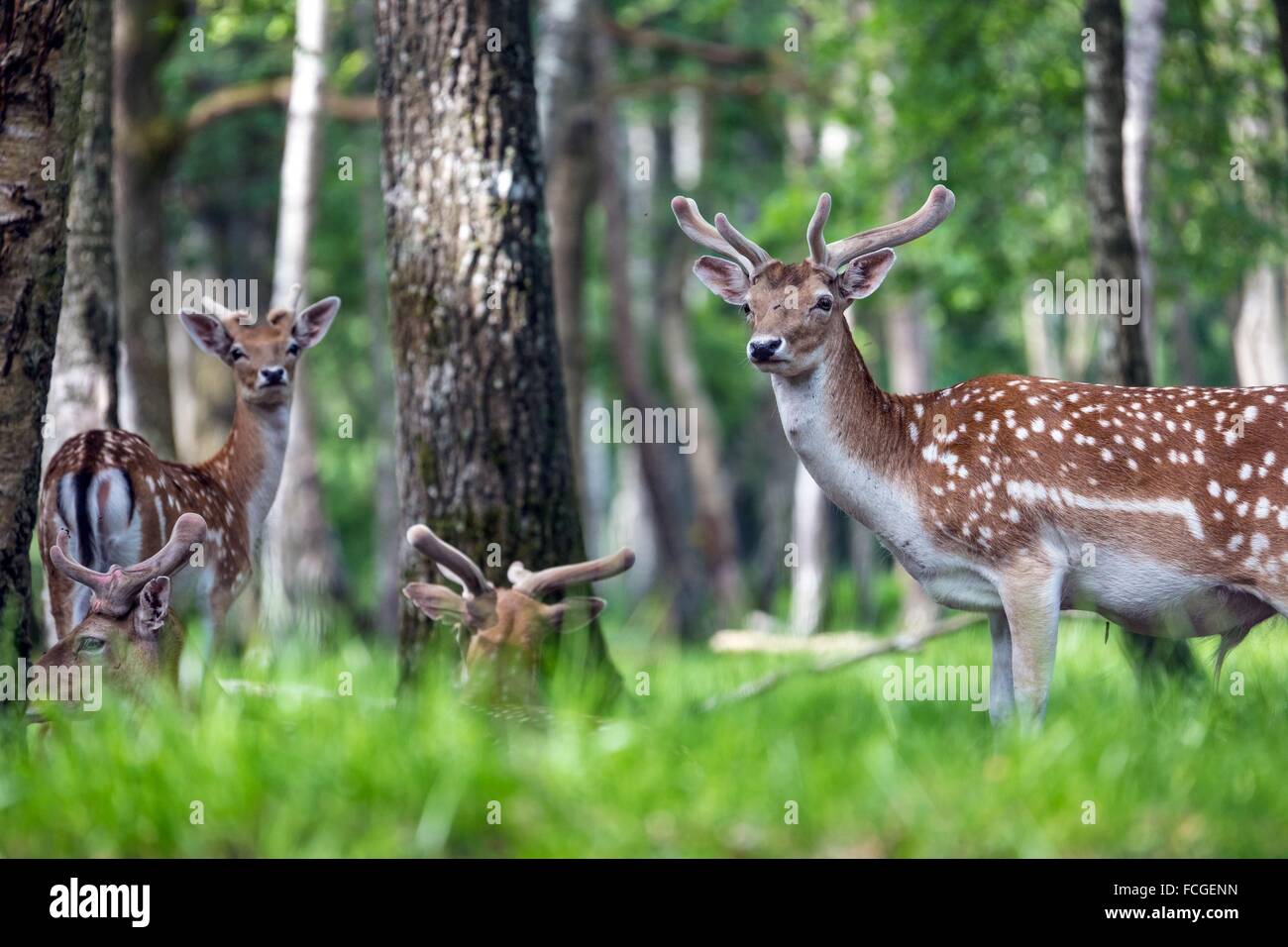 WALD VON RAMBOUILLET, YVELINES (78), ILE-DE-FRANCE, FRANKREICH Stockfoto