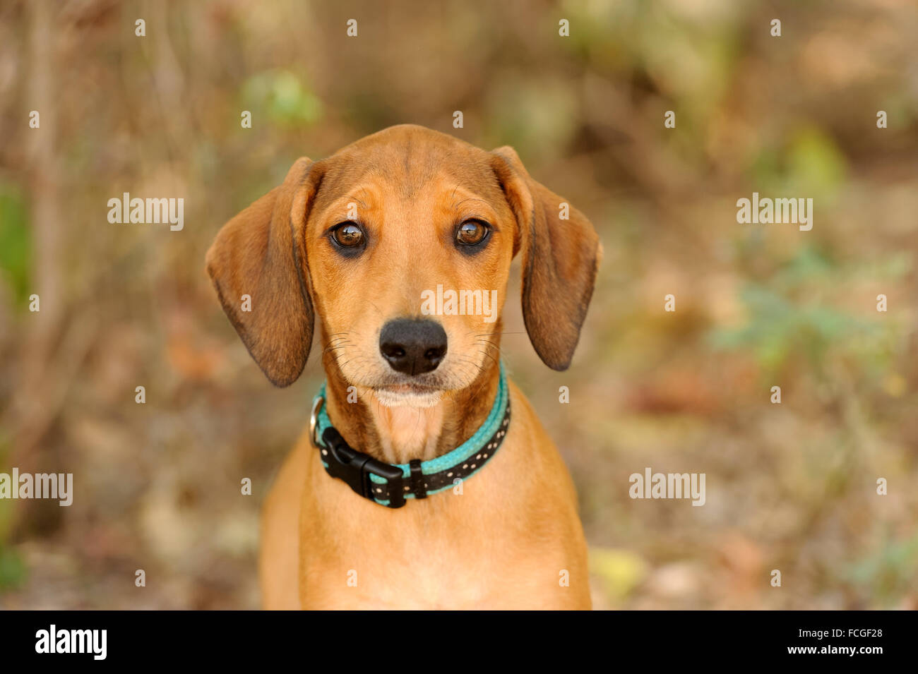 Neugierig Hund ist ein netter Hund im freien Blick auf Sie mit seinem lustigen Gesicht. Fotografiert mit Nikon D3s Kamera. Stockfoto