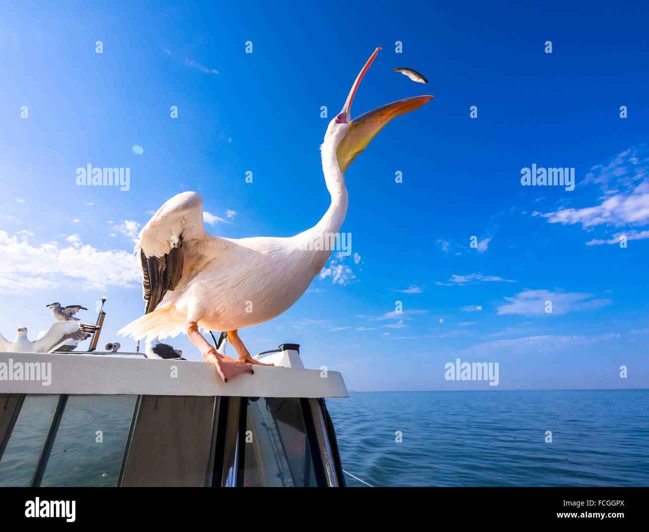 Namibias Erongo Provinz weißer Pelikan stehend auf einem Boot einen Fisch fangen Stockfoto