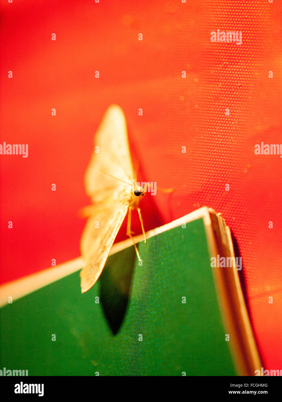Gelbe Motte auf roten Tuch und grün Bildband mit Fokus auf ein blaues Auge. Stockfoto