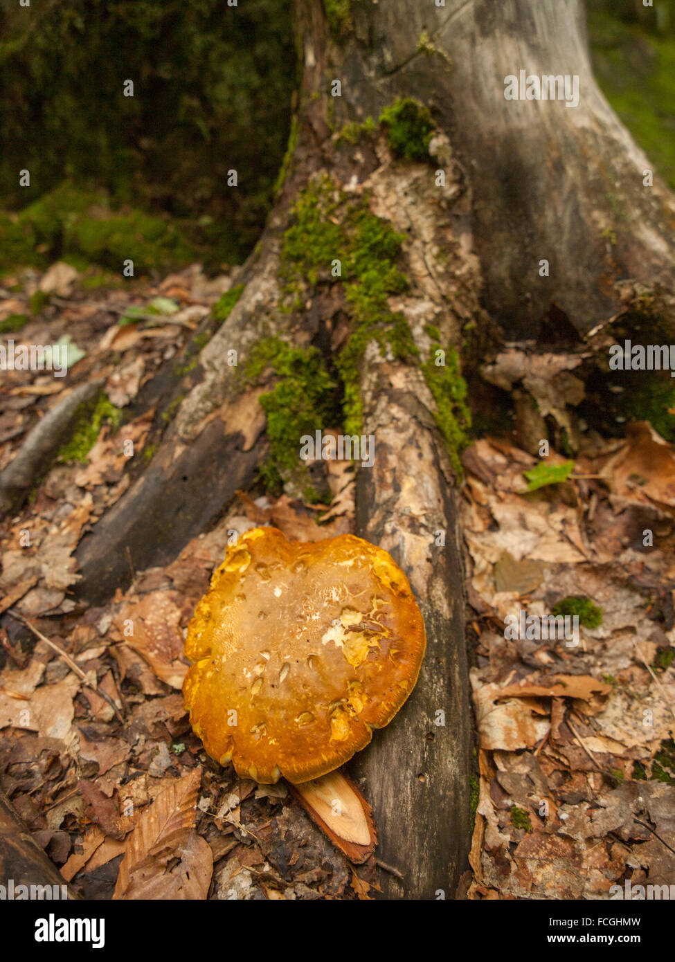 Orangefarbene Kappe Pilze aus dem Boden durch einen Baumstamm mit grünem Moos auf ihm wachsen und verfallenden Blättern umgeben. Stockfoto