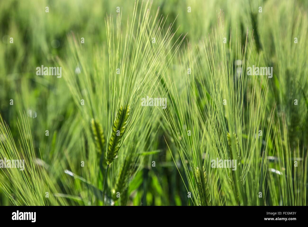 DES LANDES ZU PRODUZIEREN, DIE WAHRE QUALITÄT ESSEN, FRANKREICH Stockfoto