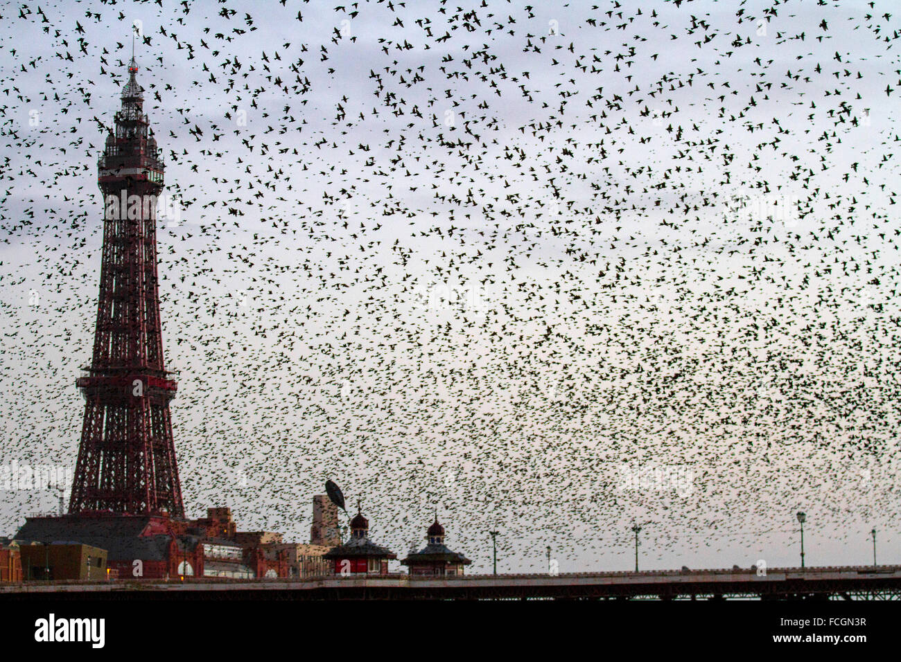 Vögel im Flug, in den Wolken Schwärme von Staren in Blackpool, Lancashire, UK fliegen. Starling murmuration bei Sonnenuntergang. Eine der großen birding Brillen der Winter ist die Stare "Vormontage Roost. Vor dem Sesshaftwerden für die Nacht, Herden dieser geselligen Vögel swoop herum bis es gibt eine enorme, wirbelnde schwarze Masse. Im Winter bis zu einer Million Vögel, Schwarm, swoop, Schieben, Schwenken und Drehen, Verschieben, wie man während der erstaunliche Luftakrobatik. Dieses Ballett in der Dämmerung ist eine pre-roosting Phänomen bekannt als starling murmuration. Stockfoto