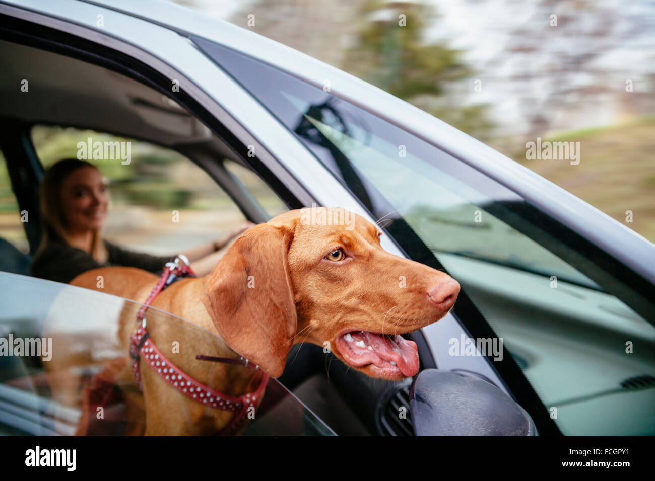 Hund auf der Suche durch Autofenster Stockfoto