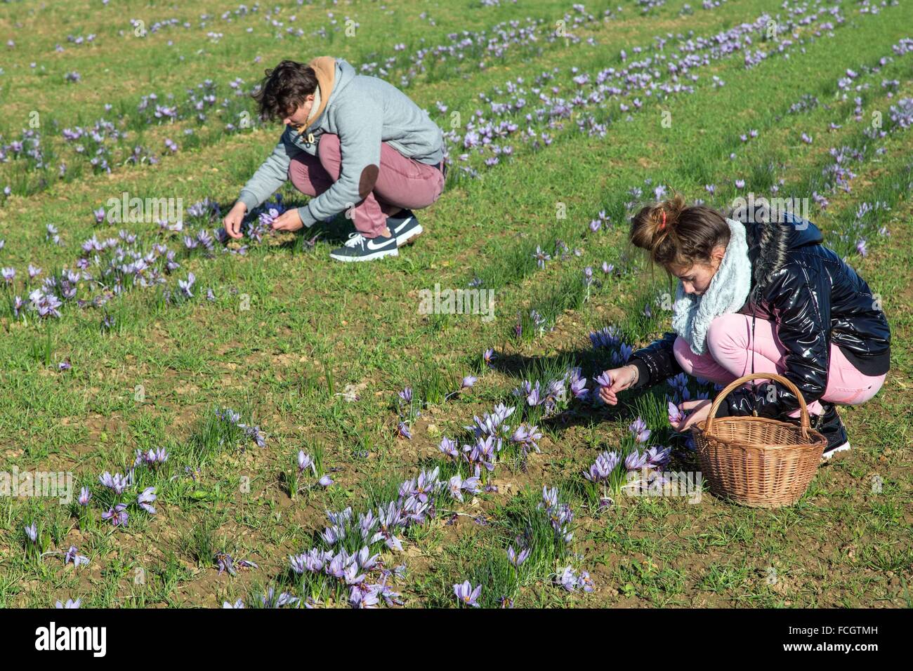 SAFRAN, DIE LANDWIRTSCHAFT IN DER EURE-ET-LOIR (28), CENTRE, FRANKREICH Stockfoto