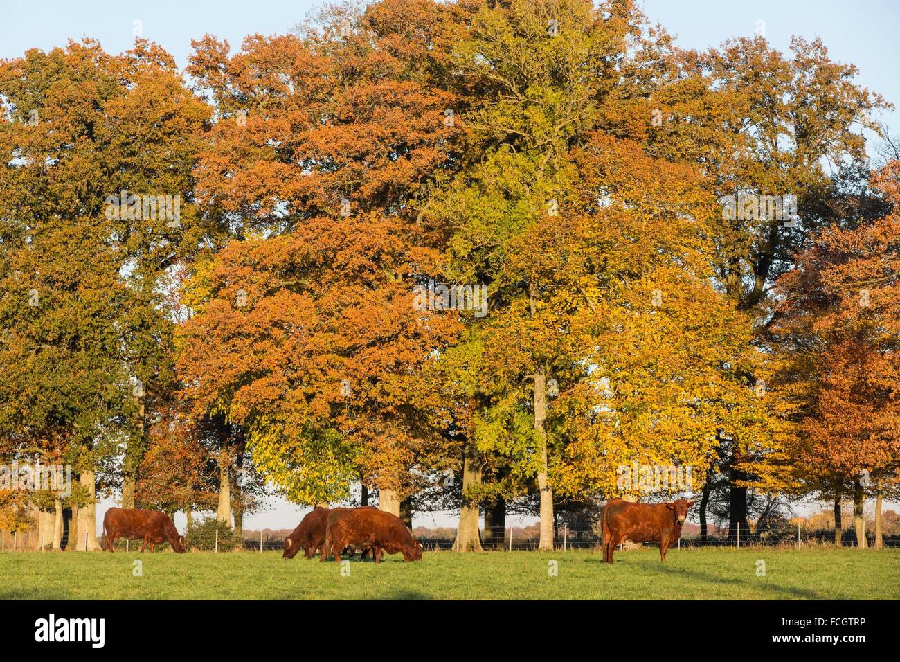 HERBSTFARBEN Stockfoto