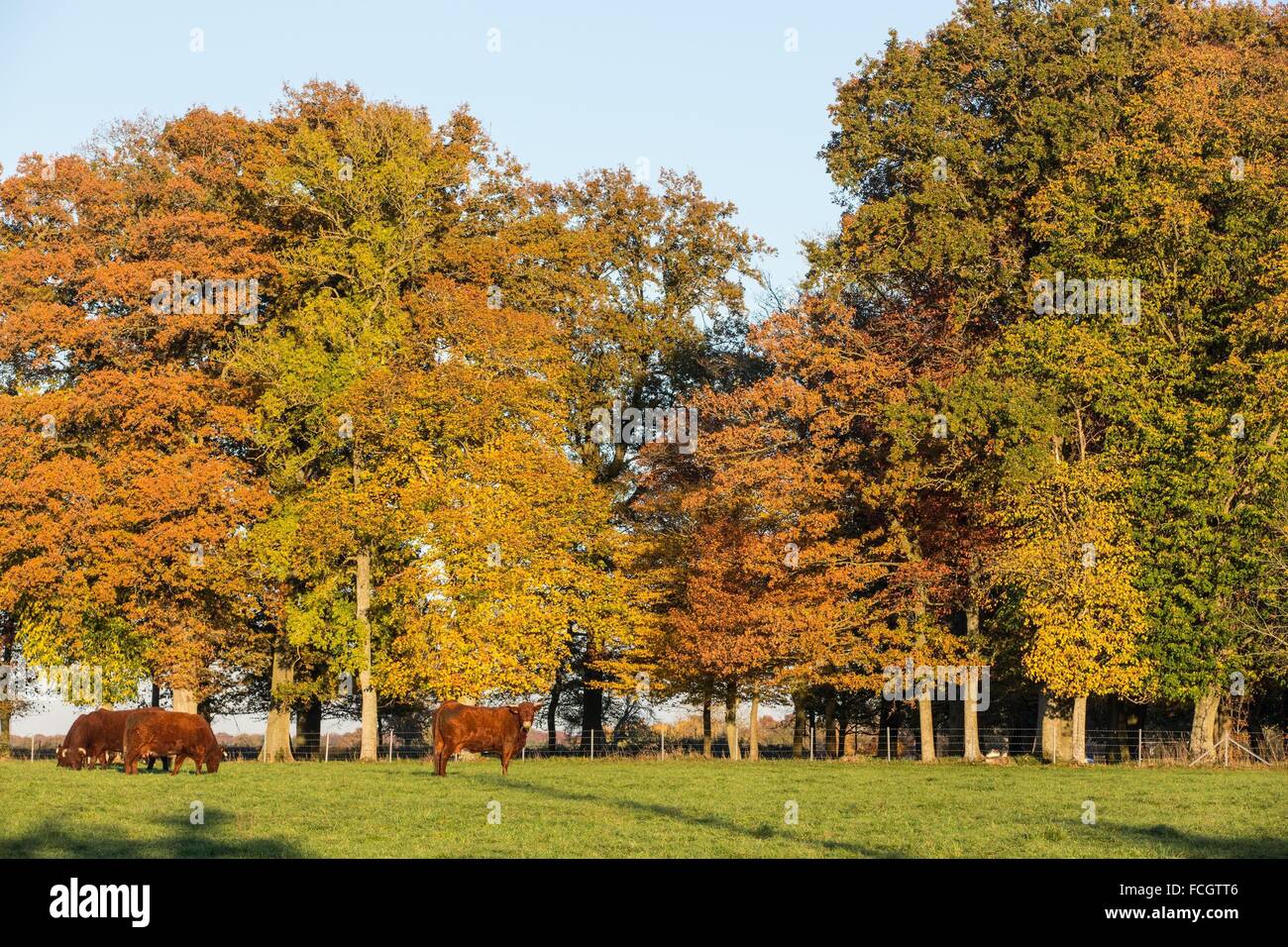 HERBSTFARBEN Stockfoto