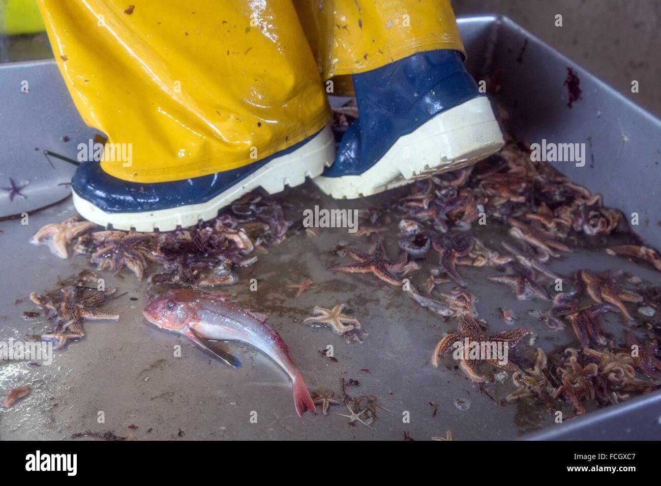 RÜCKSTÄNDE VON DEN FANG AUF DER MATROSE BOOTE (ROTBARBE UND SEESTERN), HOCHSEEANGELN AUF DER BROUGHTON BOOT "LES OCEANES" AUS DER Stockfoto