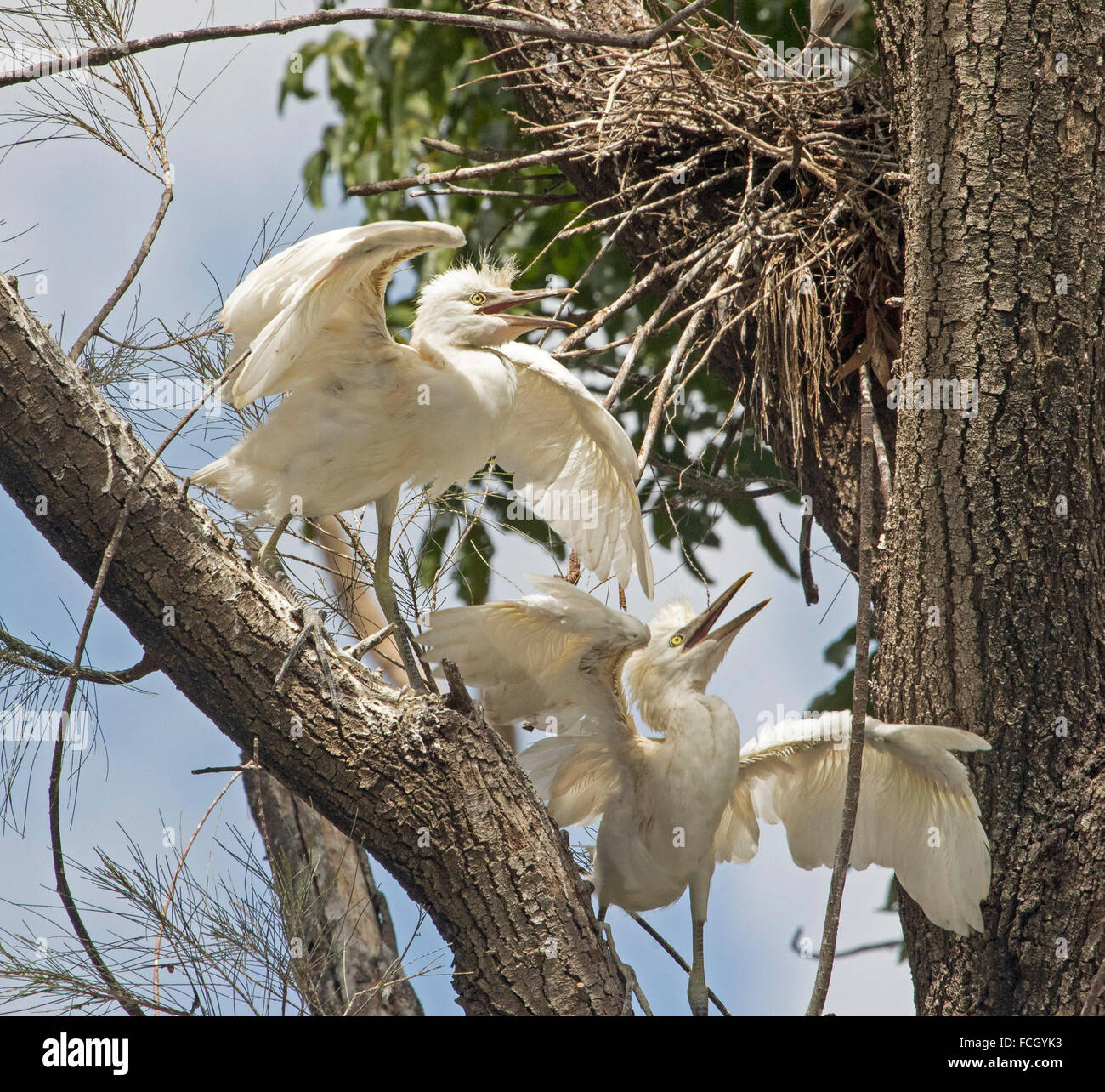 Zwei Küken Kuhreiher, Ardea Ibis, Flügel ausbreiten, Rechnungen offen bettelt um Essen im Baum gegen blauen Himmel mit Nest in der Nähe in Parkanlagen der Stadt Stockfoto