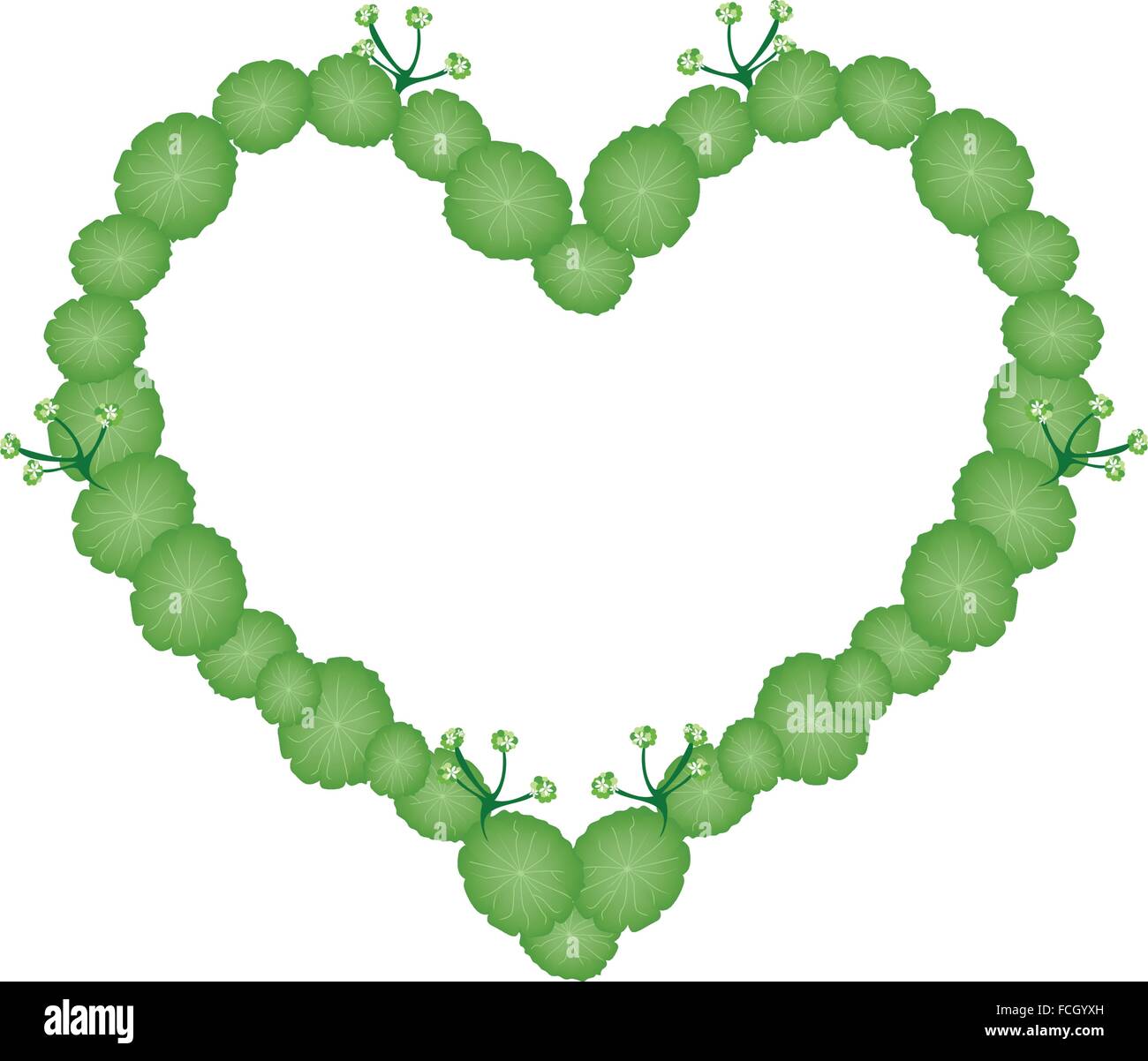 Liebe Konzept, Illustration von asiatischen Wassernabelkraut Hydrocotyle Umbellata Pflanzen bilden in Form eines Herzens isoliert auf weißem Backg Stock Vektor