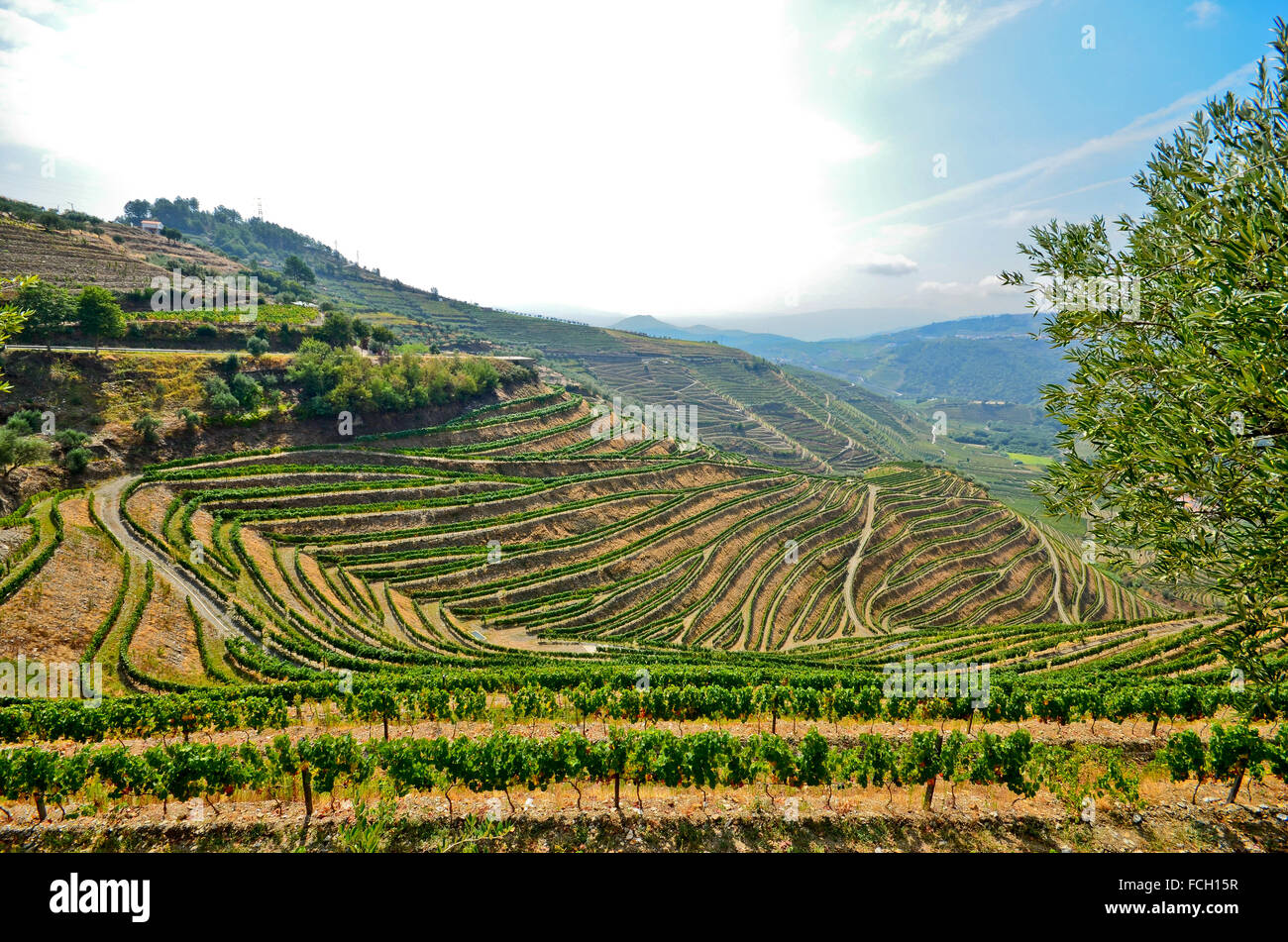 Weinberge in der Douro-Tal zwischen Pinhao und Peso da Regua, Portugal Europa Stockfoto