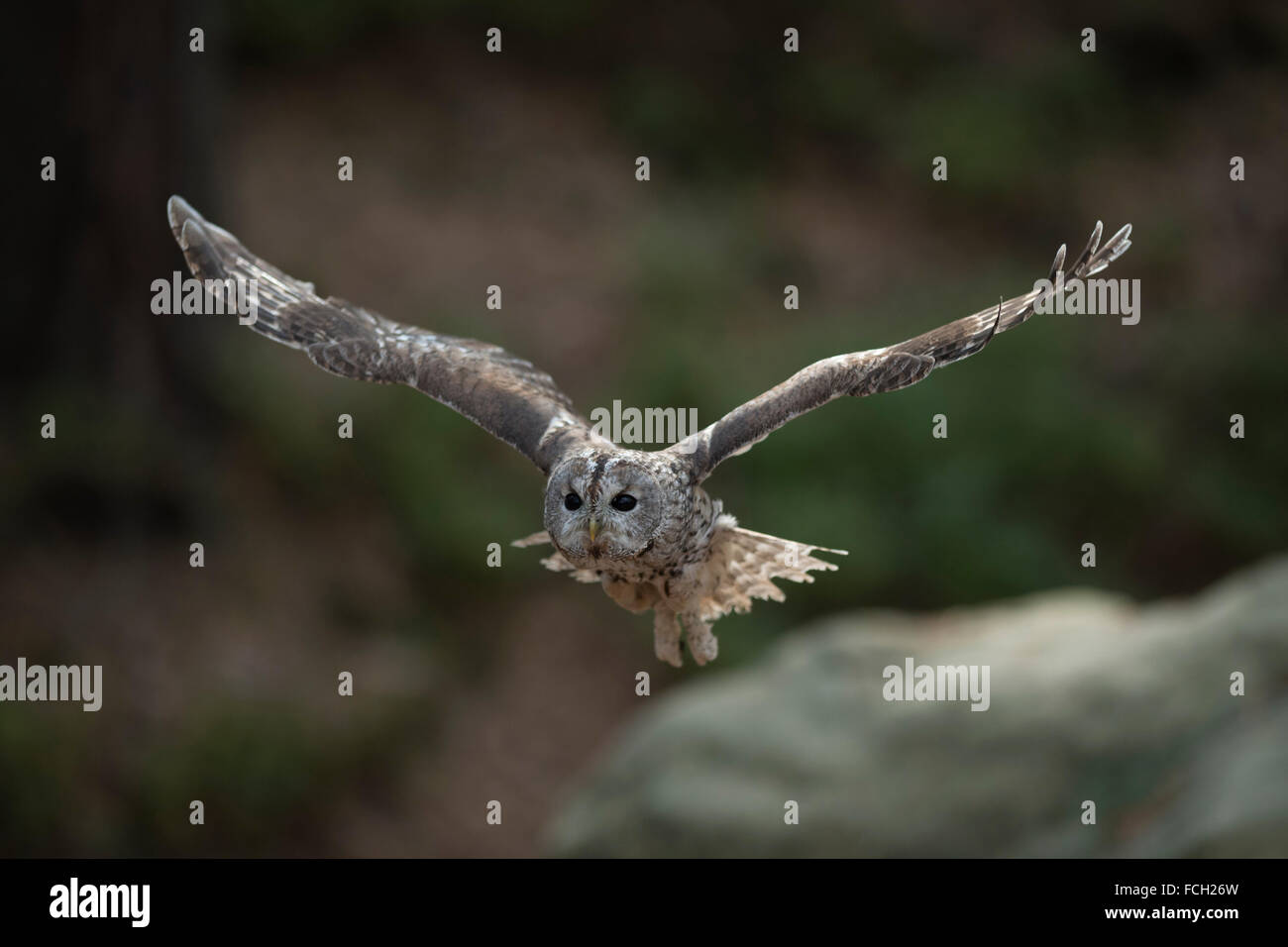 Waldkauz (Strix Aluco) im frontalen Flug, weit geöffneten Flügeln, natürlichen Hintergrund, viele Textfreiraum, Europa. Stockfoto