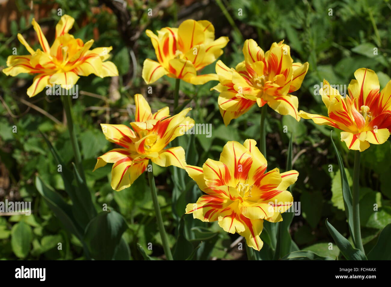 Tulpe 'Monsella'. Gelb-rote Tulpe. Stockfoto