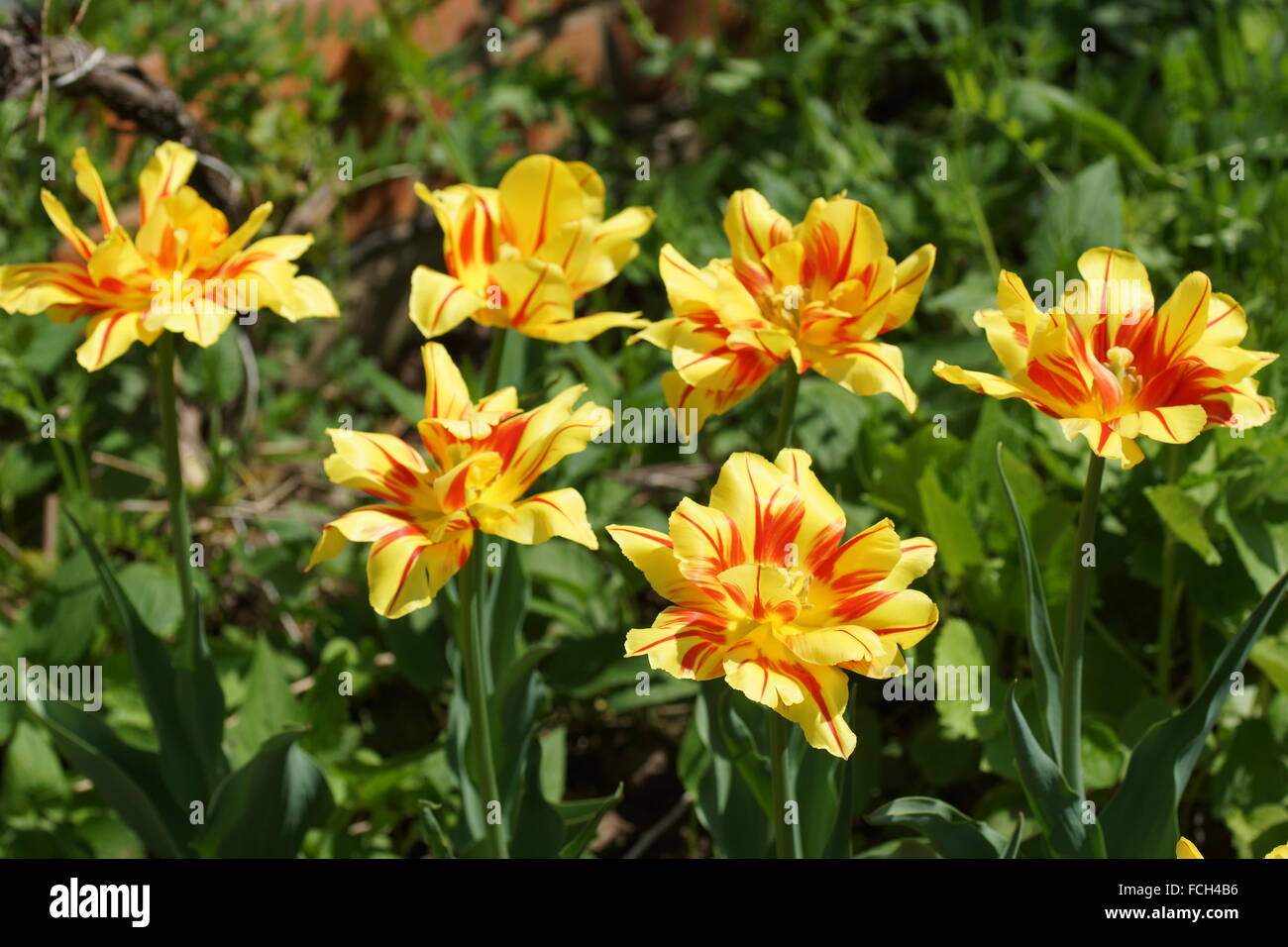 Doppelte Tulpe. Tulipa Monsella. Gelb-rote Tulpe. Stockfoto
