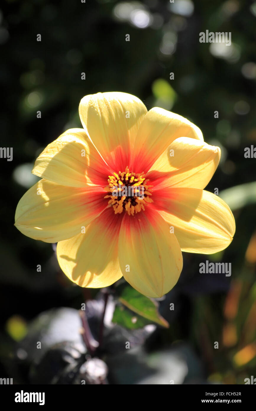 Blume Dahlie (Dahlia Pinnata Cav) Stockfoto