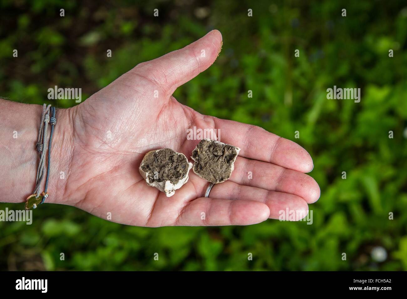 SAMEN BOMBEN, WAFFEN VON GARDEN WARFARE, BURES-SUR-YVETTE, ESSONNE, ILE DE FRANCE, FRANKREICH Stockfoto