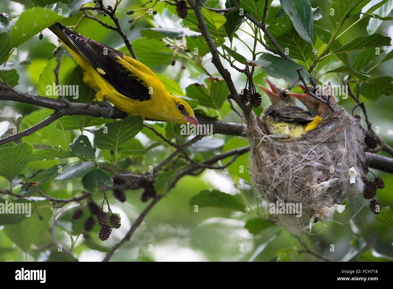 Pirol goldener oriolus oriolus -Fotos und -Bildmaterial in hoher ...