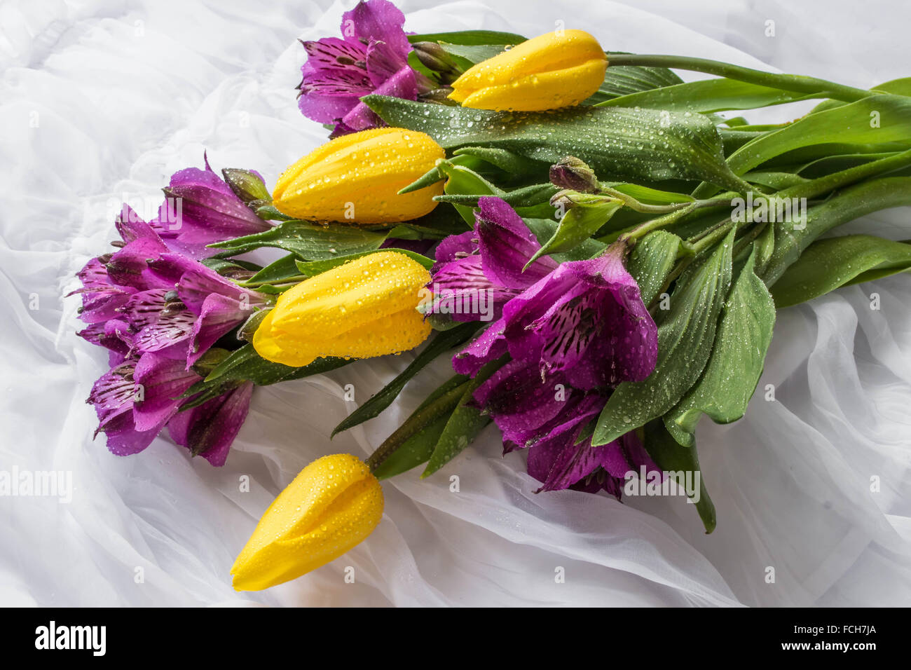 Frühling Blumen - gelbe Tulpe und lila Alstroemeria (Lilie der Inkas oder Peruanische Lilie) mit Wassertropfen - weißer Hintergrund Stockfoto