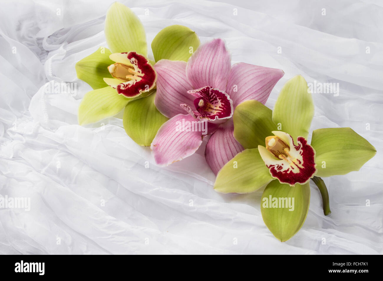 Rosa und grünen Orchideen - weißer Hintergrund Stockfoto