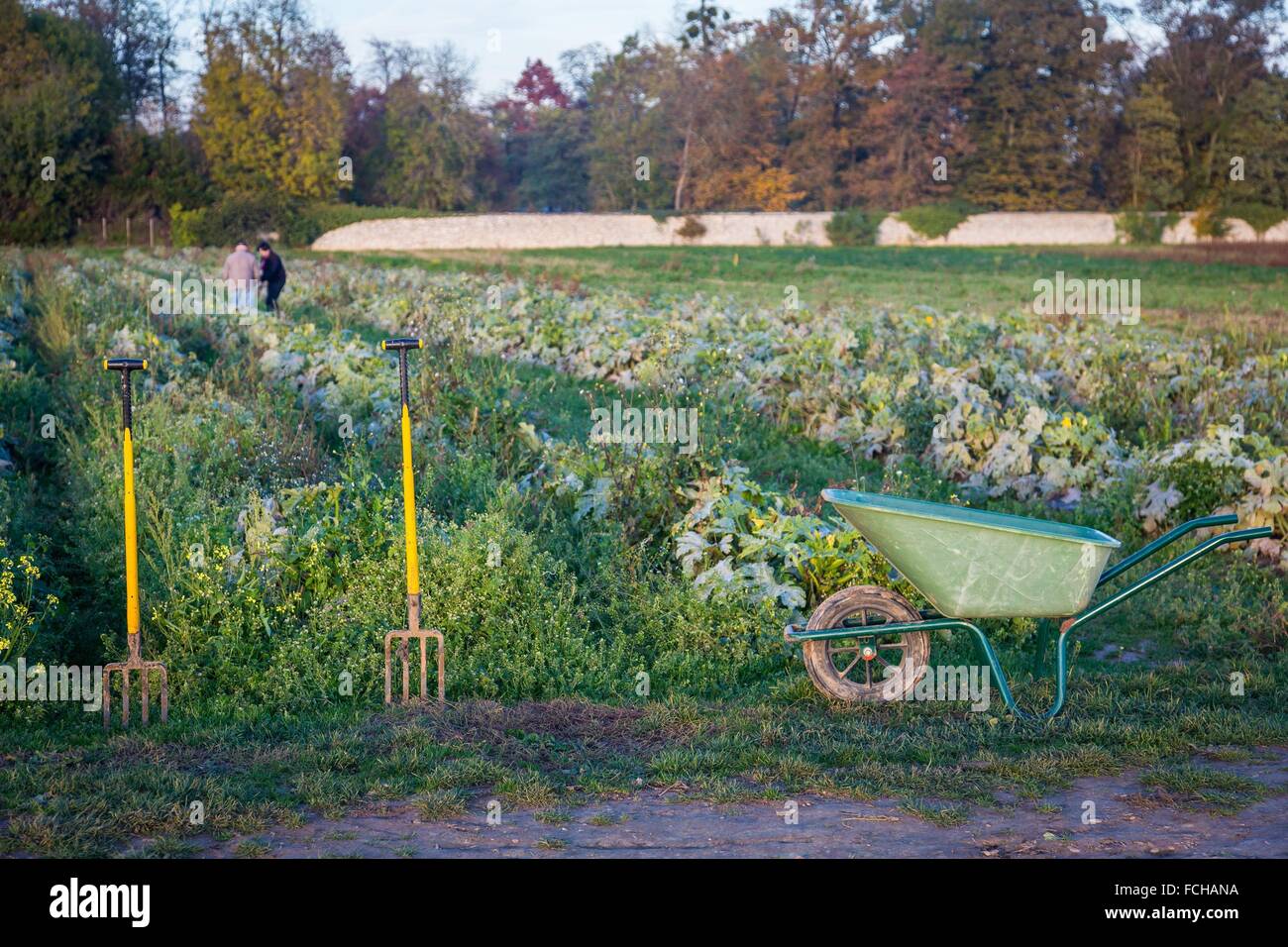 SAMMELN OBST UND GEMÜSE Stockfoto