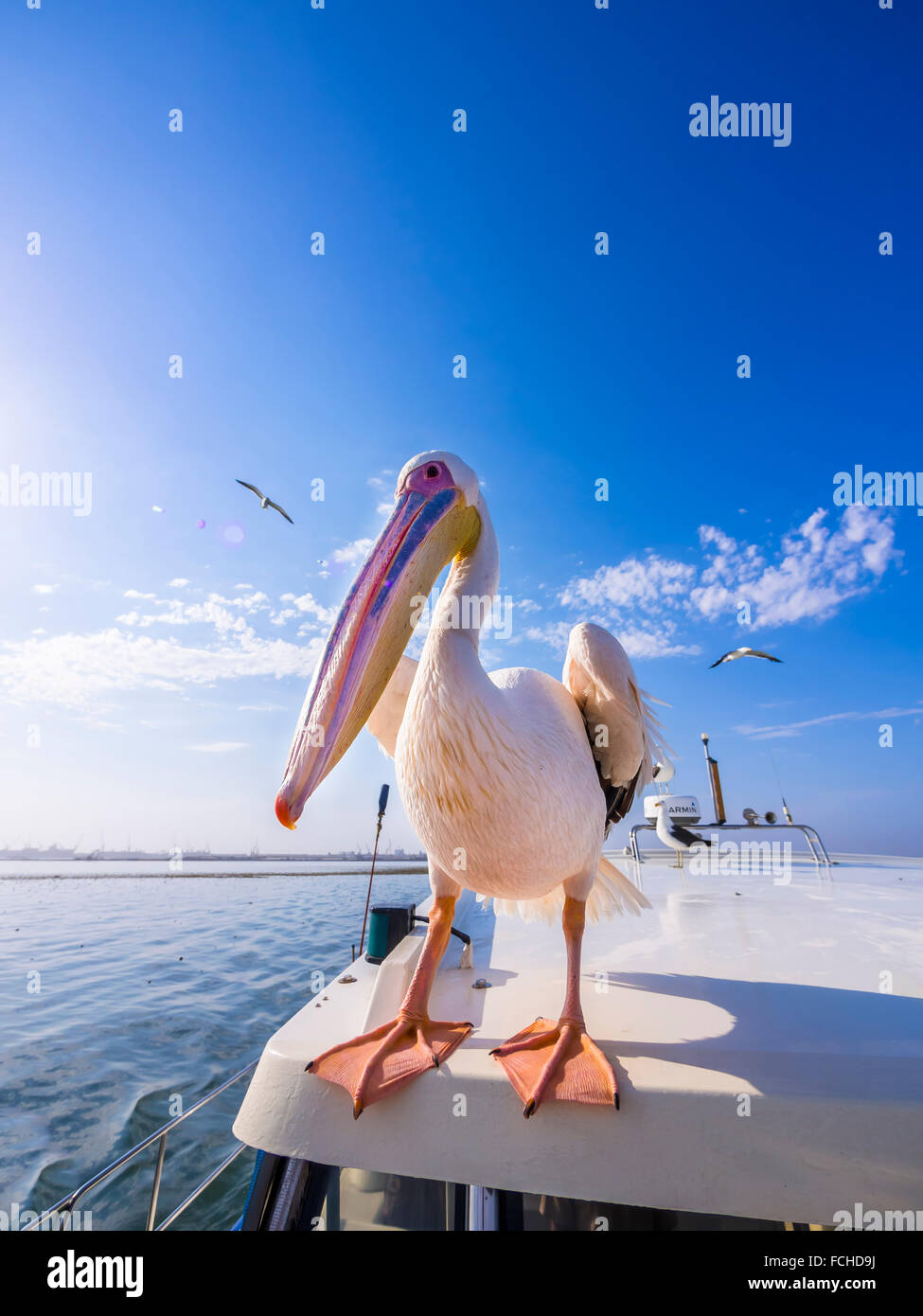 Namibias Erongo Provinz Walvis Bay weißer Pelikan sitzt oben auf einem Boot Stockfoto