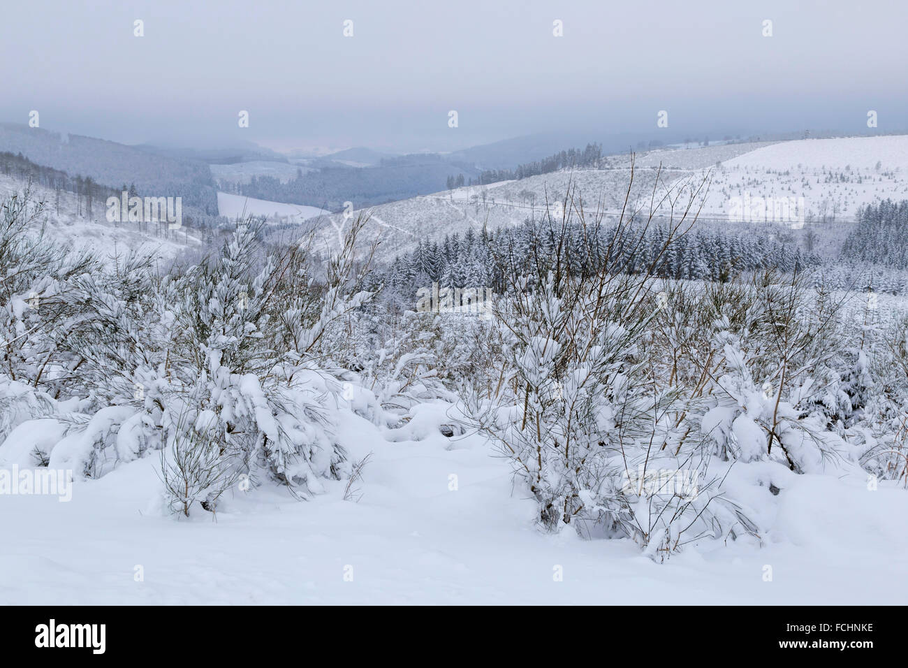 Deutsche Landschaft bedeckt mit Schnee im Sauerland, Hochsauerland Höhenstrasse, Schmallenberg, Nordrhein-Westfalen, Deutschland. Stockfoto