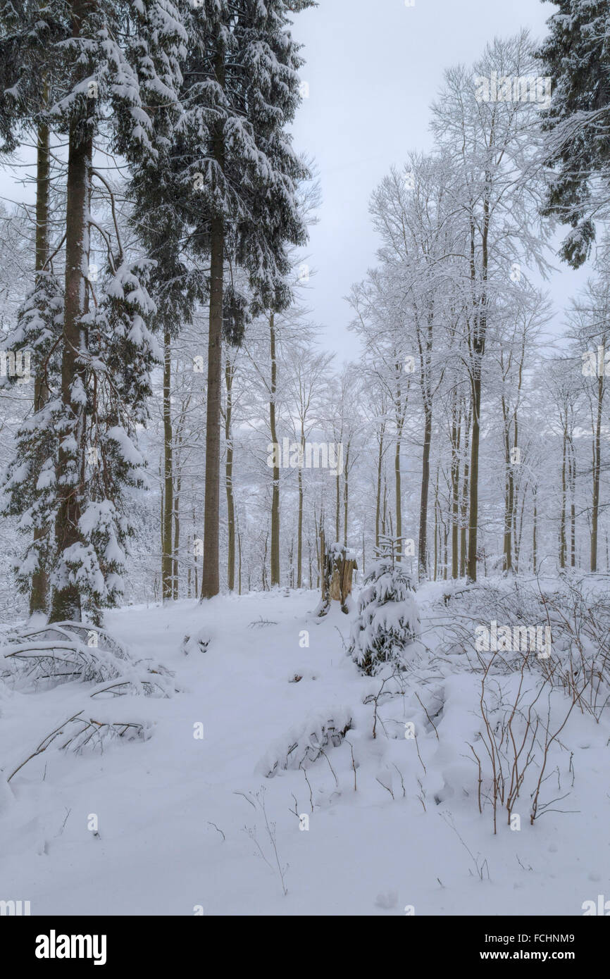 Wald bedeckt mit frischem Schnee, Girkhausen, Bad Berleburg, im Sauerland, Nordrhein-Westfalen, Deutschland. Stockfoto