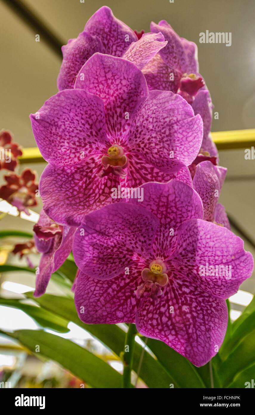 Schone Orchideen Phalaenopsis Bangkok Thailand Stockfotografie Alamy