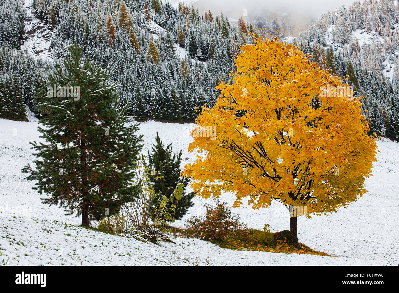 Einfarbig-Baum und im Hintergrund ist Berg, Dolomiten Stockfoto