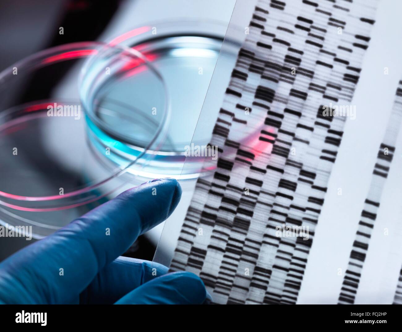 EIGENTUM FREIGEGEBEN. Genetische Forschung. DNA (Desoxyribonukleinsäure) Autoradiogram mit einer Probe in einer Petrischale, illustriert gen zu bearbeiten. Stockfoto