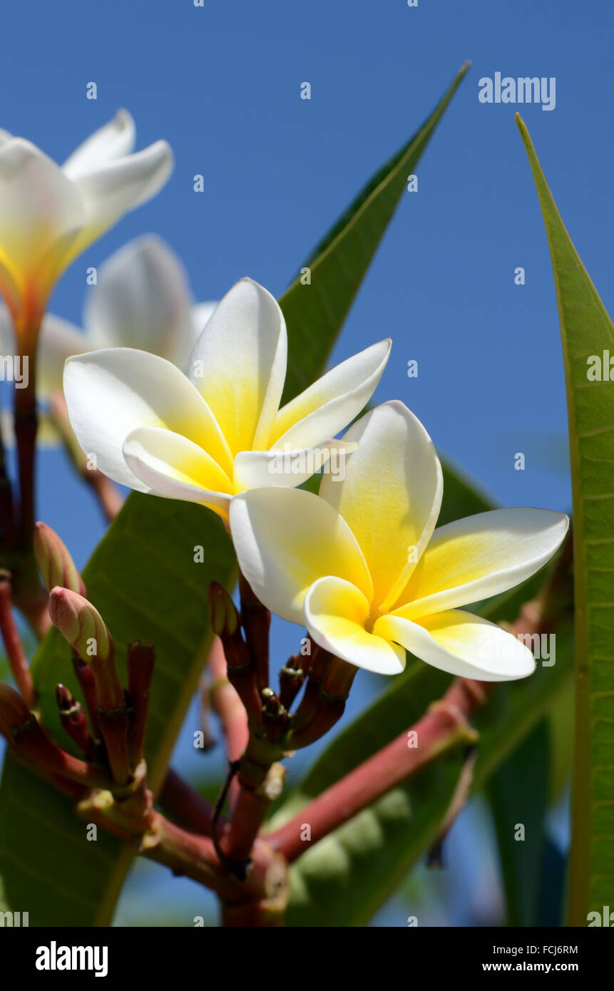 Weiße und gelbe Plumeria spp. (Frangipani Blumen, Frangipani, Pagode Baum oder das Temple Tree) auf hellen Himmelshintergrund. Stockfoto