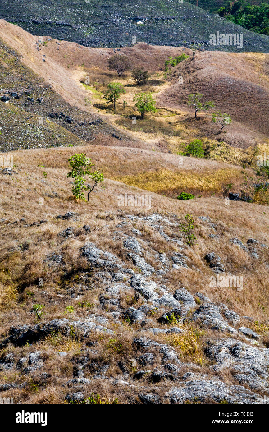 Trockenes Grasland auf hügeliger Landschaft während der Trockenzeit auf dem Wairinding-Hügel auf der Sumba-Insel und Insel, die in Indonesien regelmäßig von Dürre heimgesucht wird. Stockfoto