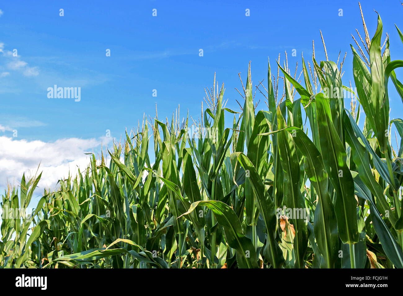 Maispflanzen in einem Feld in Michigan. Stockfoto