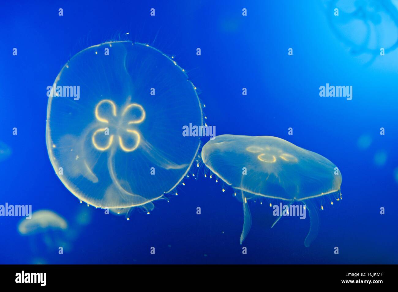 Mond Qualle Aurelia Golden, Aquarium von San Sebastian, Golf von Biskaya, Provinz Gipuzkoa, Baskenland, Spanien, Europa. Stockfoto