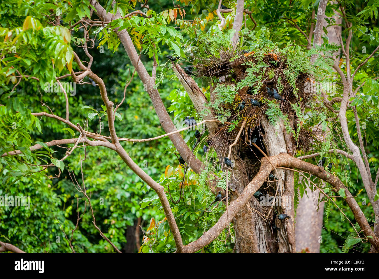 Nest des metallischen Starling (Aplonis Metallica) auf einem großen Baum in der Mitte des tropischen Regenwaldes, Molukken, Indonesien. Stockfoto