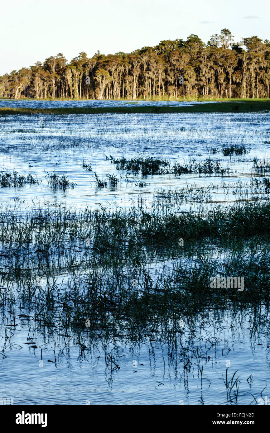 Florida, Süd, Clermont, Lake Louisa State Park, Natur, Naturlandschaft, Besucher reisen Reise touristischer Tourismus Wahrzeichen Kultur cultura Stockfoto