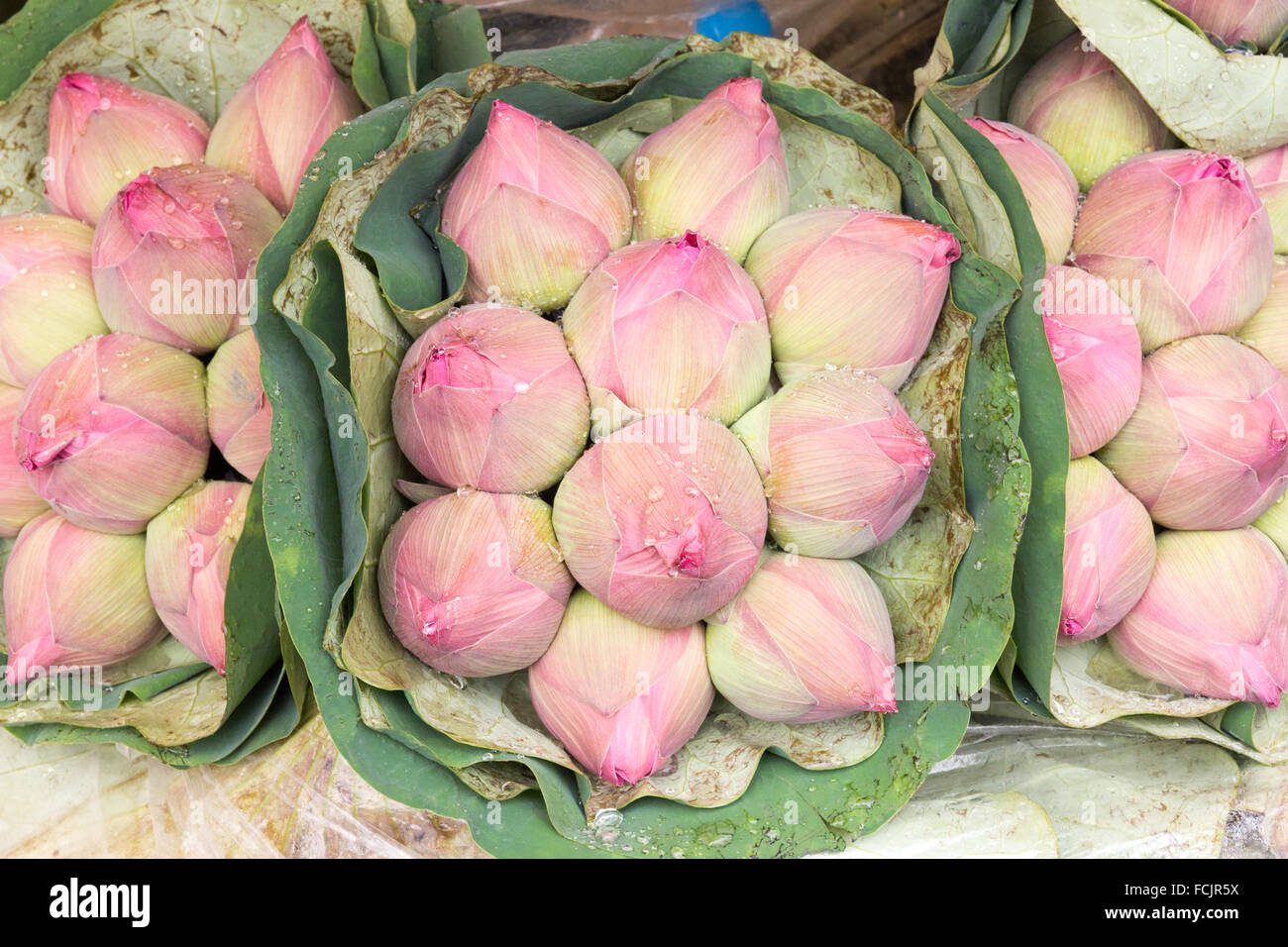 Blumensträuße von Lotusblüten auf Pak Khlpng Talad Blumenmarkt, Bangkok, Thailand Stockfoto