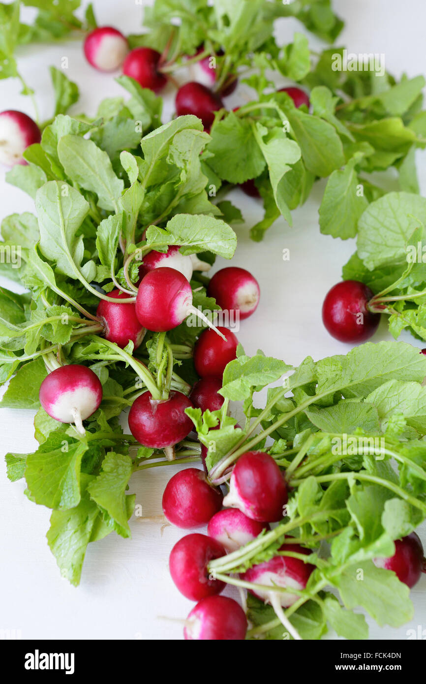 Ernte der rot-weißen Rettich, Gemüse-Draufsicht Stockfoto