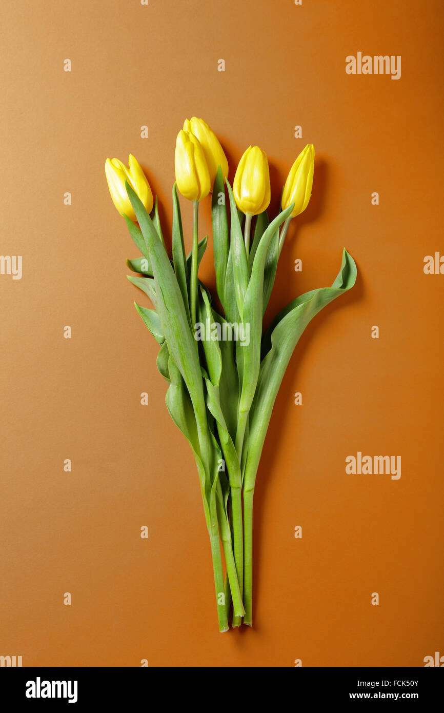 gelbe Tulpen auf orange Papier, Frühlingsblumen Stockfoto