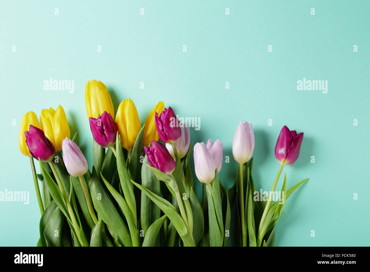 Frühlings-Tulpen auf Pastell blauen Hintergrund, Blumen Stockfoto